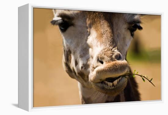 Giraffe Chewing-Lantern Press-Framed Stretched Canvas