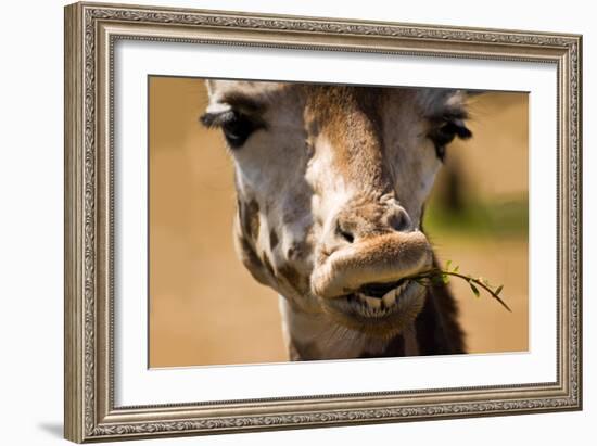 Giraffe Chewing-Lantern Press-Framed Art Print