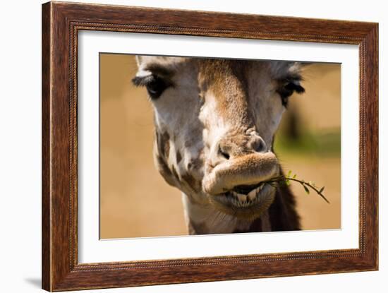 Giraffe Chewing-Lantern Press-Framed Art Print