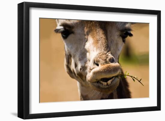 Giraffe Chewing-Lantern Press-Framed Art Print