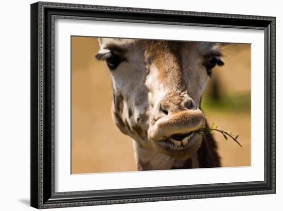 Giraffe Chewing-Lantern Press-Framed Art Print