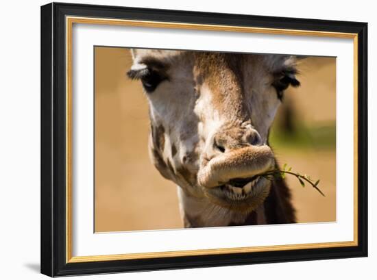 Giraffe Chewing-Lantern Press-Framed Art Print