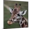 Giraffe - Close-Up Portrait Of This Beautiful African Animal-l i g h t p o e t-Mounted Photographic Print