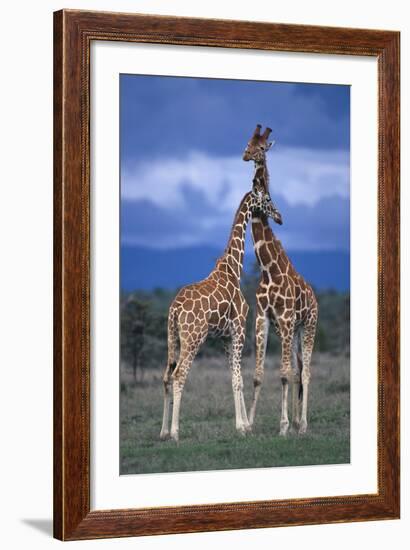 Giraffe Couple-DLILLC-Framed Photographic Print