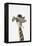 Giraffe Dressed in a Hat-Tai Prints-Framed Stretched Canvas
