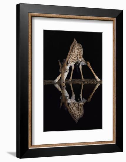 Giraffe drinking at night, KwaZulu-Natal, South Africa-Ann & Steve Toon-Framed Photographic Print