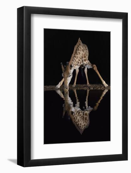 Giraffe drinking at night, KwaZulu-Natal, South Africa-Ann & Steve Toon-Framed Photographic Print