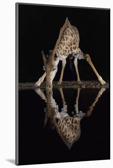 Giraffe drinking at night, KwaZulu-Natal, South Africa-Ann & Steve Toon-Mounted Photographic Print