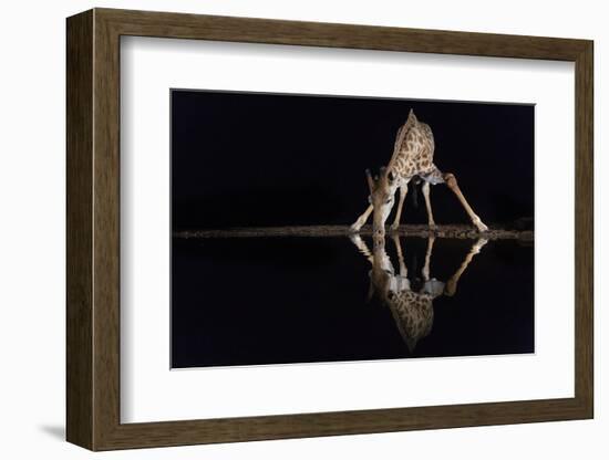 Giraffe drinking at night, KwaZulu-Natal, South Africa-Ann & Steve Toon-Framed Photographic Print