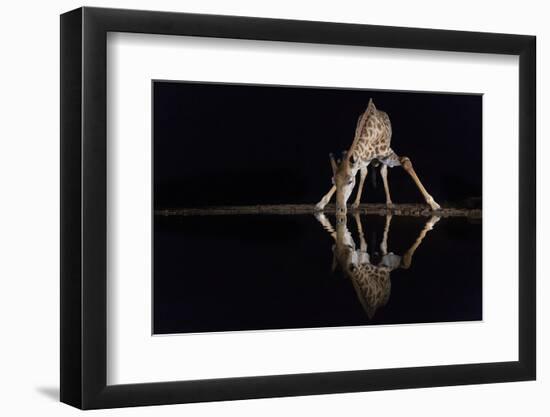 Giraffe drinking at night, KwaZulu-Natal, South Africa-Ann & Steve Toon-Framed Photographic Print