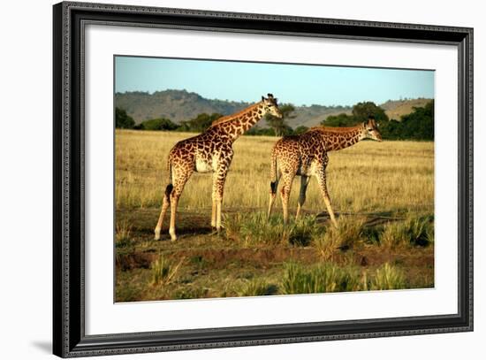 Giraffe Drinking in the Grasslands of the Masai Mara Reserve (Kenya)-Paul Banton-Framed Photographic Print