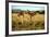 Giraffe Drinking in the Grasslands of the Masai Mara Reserve (Kenya)-Paul Banton-Framed Photographic Print