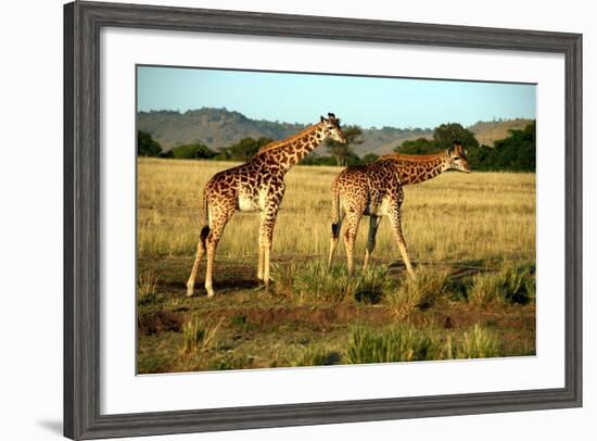 Giraffe Drinking in the Grasslands of the Masai Mara Reserve (Kenya)-Paul Banton-Framed Photographic Print