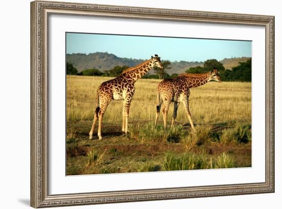 Giraffe Drinking in the Grasslands of the Masai Mara Reserve (Kenya)-Paul Banton-Framed Photographic Print