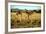 Giraffe Drinking in the Grasslands of the Masai Mara Reserve (Kenya)-Paul Banton-Framed Photographic Print