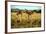 Giraffe Drinking in the Grasslands of the Masai Mara Reserve (Kenya)-Paul Banton-Framed Photographic Print