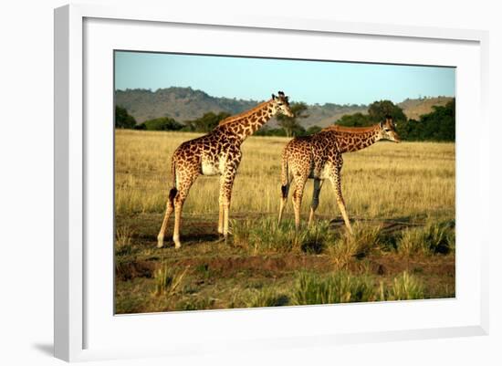 Giraffe Drinking in the Grasslands of the Masai Mara Reserve (Kenya)-Paul Banton-Framed Photographic Print