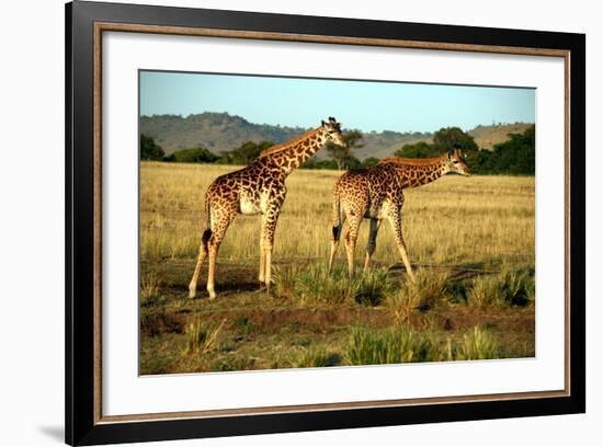 Giraffe Drinking in the Grasslands of the Masai Mara Reserve (Kenya)-Paul Banton-Framed Photographic Print