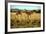 Giraffe Drinking in the Grasslands of the Masai Mara Reserve (Kenya)-Paul Banton-Framed Photographic Print