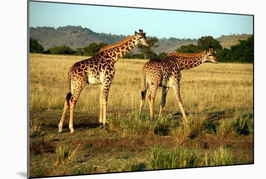 Giraffe Drinking in the Grasslands of the Masai Mara Reserve (Kenya)-Paul Banton-Mounted Photographic Print