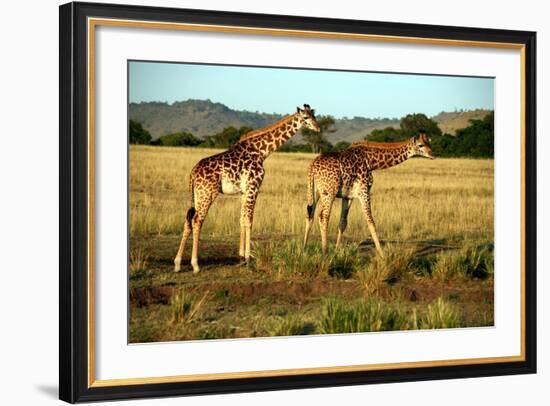 Giraffe Drinking in the Grasslands of the Masai Mara Reserve (Kenya)-Paul Banton-Framed Photographic Print