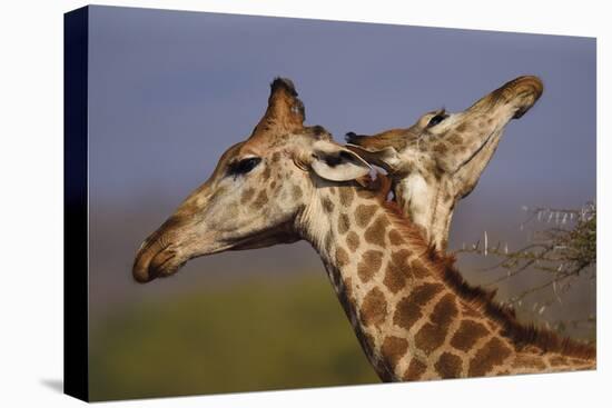 Giraffe Duet-Staffan Widstrand-Framed Stretched Canvas