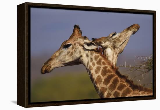 Giraffe Duet-Staffan Widstrand-Framed Stretched Canvas