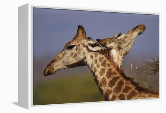 Giraffe Duet-Staffan Widstrand-Framed Stretched Canvas