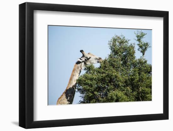 Giraffe Eating from Acacia Tree-Sheila Haddad-Framed Photographic Print
