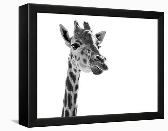 Giraffe Expressionism-SD Smart-Framed Premier Image Canvas