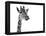 Giraffe Expressionism-SD Smart-Framed Premier Image Canvas