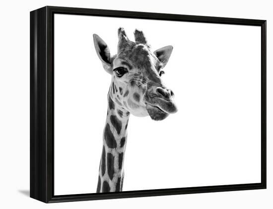 Giraffe Expressionism-SD Smart-Framed Premier Image Canvas