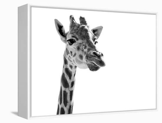 Giraffe Expressionism-SD Smart-Framed Premier Image Canvas