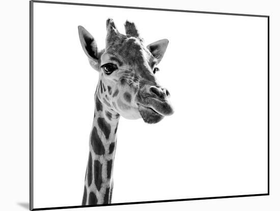 Giraffe Expressionism-SD Smart-Mounted Photographic Print