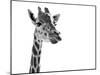 Giraffe Expressionism-SD Smart-Mounted Photographic Print