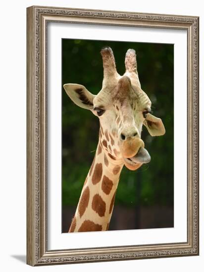 Giraffe Face-Lantern Press-Framed Art Print