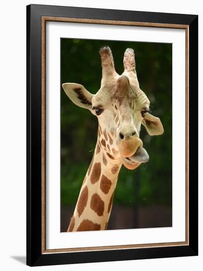 Giraffe Face-Lantern Press-Framed Art Print