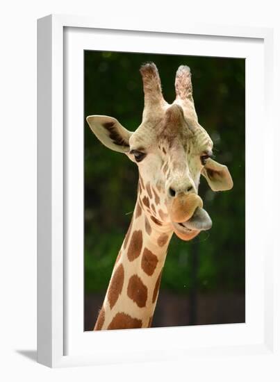 Giraffe Face-Lantern Press-Framed Art Print