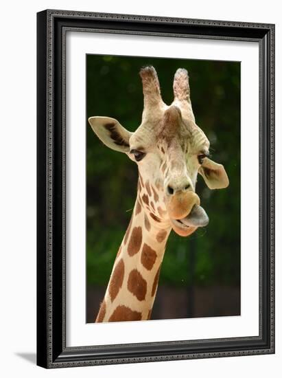 Giraffe Face-Lantern Press-Framed Art Print