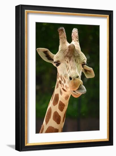 Giraffe Face-Lantern Press-Framed Art Print