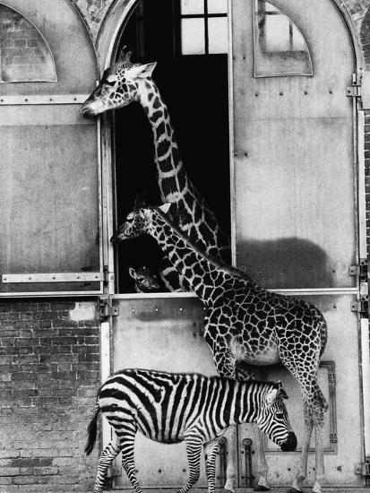 Premium Photographic Print, , large