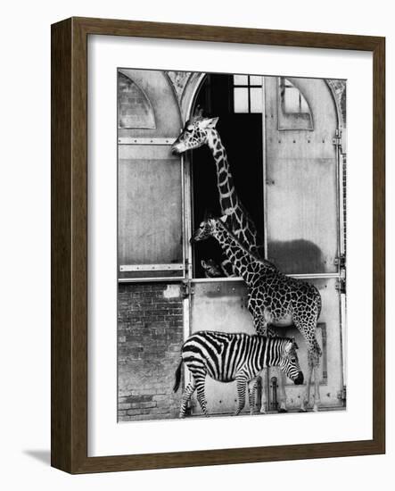 Giraffe Family and Zebra-null-Framed Photographic Print