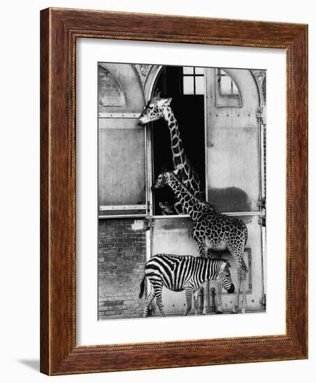 Giraffe Family and Zebra-null-Framed Photographic Print