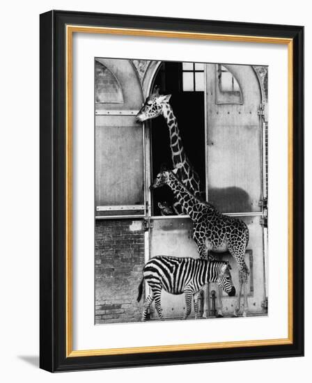 Giraffe Family and Zebra-null-Framed Photographic Print