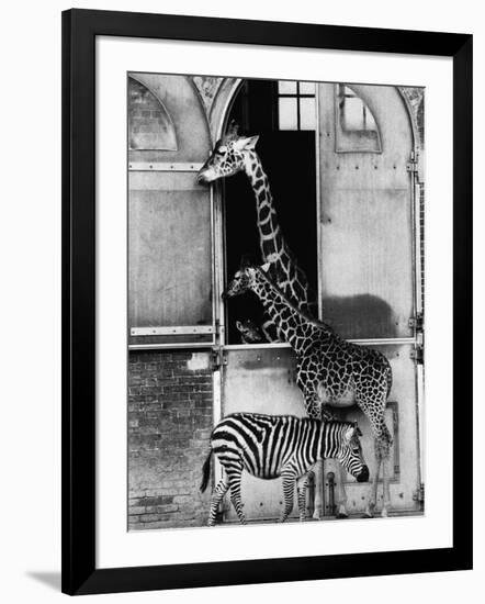 Photographic Print, , large