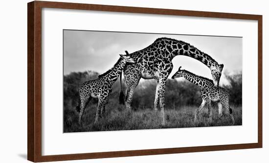 Giraffe Family-Xavier Ortega-Framed Giclee Print