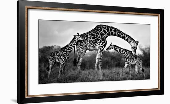 Giraffe Family-Xavier Ortega-Framed Giclee Print