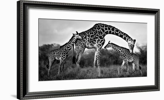 Giraffe Family-Xavier Ortega-Framed Giclee Print