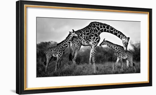 Giraffe Family-Xavier Ortega-Framed Giclee Print