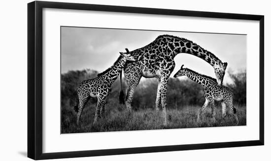 Giraffe Family-Xavier Ortega-Framed Giclee Print